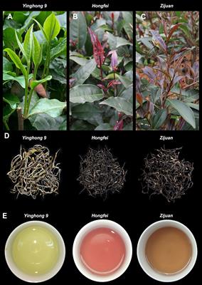 CsRAB, a R2R3-MYB transcription factor from purple tea (Camellia sinensis), positively regulates anthocyanin biosynthesis